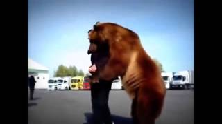 Медведь Тима  Концовка просто умора