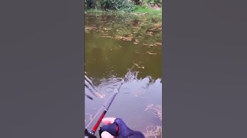 Mồi câu lure cá chẽm, lóc, mồi nhái hơi 😍 | Fishcamp Việt Nam #134 #shorts