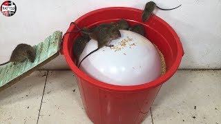 Balloon Water Bottle Mouse Trap/How to make a Mouse Trap Handmade with PVC Water Pipe/Trap Show