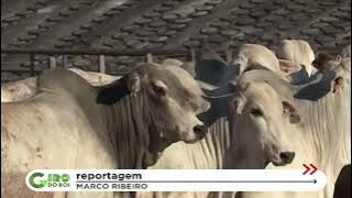 CONFINAMENTO O ANO TODO: SAIBA COMO FAZENDA CENTENÁRIA TERMINA 10 MIL BOVINOS