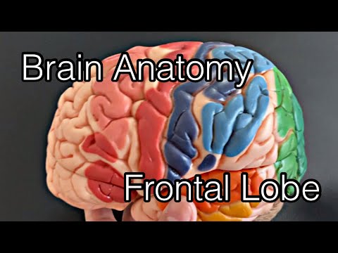 Анатомия коры головного мозга: лобная доля (английский)
