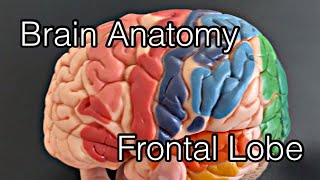 Cerebral cortex anatomy: frontal lobe (ภาษาอังกฤษ)