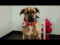 Sit Means Sit Dog Training - Going on Vacation Commercial