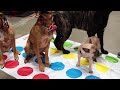 Sit Means Sit Dog Training - Going on Vacation Commercial