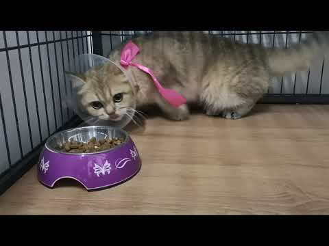 Video: Cara Meletakkan Kolar Pada Kucing Anda