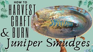Diy Juniper Smudges How To Make Juniper Smudge Sticks Juniper Smudge Sticks Diy Smudges
