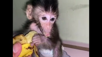 This is the consequence of Ruby the monkey always biting her thumb.#MonkeyLover #babymonekey#smallba