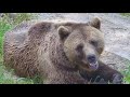 Отдых жарким летним днем 🐻🌞 Медведь Мансур