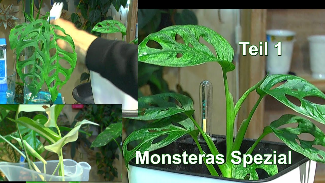 Monsteras Spezial. Viele Sorten und Probleme nach der Umstellung mit dem Leitungswasser