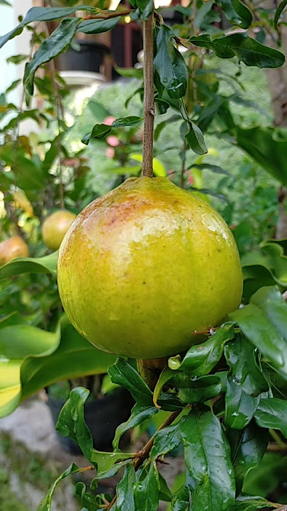 pomegranate #pomegranate #fruit #gardening #urbanfarming  #harvest #delima #buahdelima #shorts