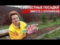 СОВМЕСТНЫЕ ПОСАДКИ вместе с клубникой