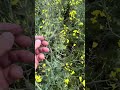 Заморожений ріпак