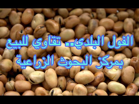 أفضل تقاوي الفول البلدي للشراء من مركز البحوث الزراعية