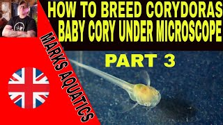 HOW TO BREED CORYDORAS CATFISH PART 3. MICRO WORLD!