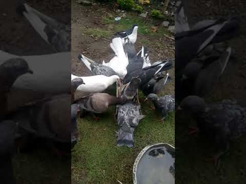 Sedia Burung Merpati Kipas Merpati Tinggi Wa 087787893634 Youtube