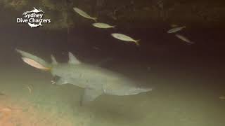 Scuba diving Sydney Magic Point shark dive Sydney best boat dive site
