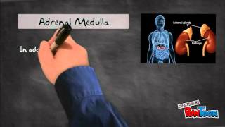 Biol 2301 Review Of Hormones