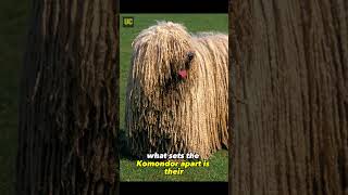 So Cute A Dredlocks Dog | Komondor Dog #shorts #animals #insects #dog #cat #cute