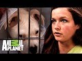 Cachorro no deja de vomitar | Dr. Jeff, Veterinario | Animal Planet