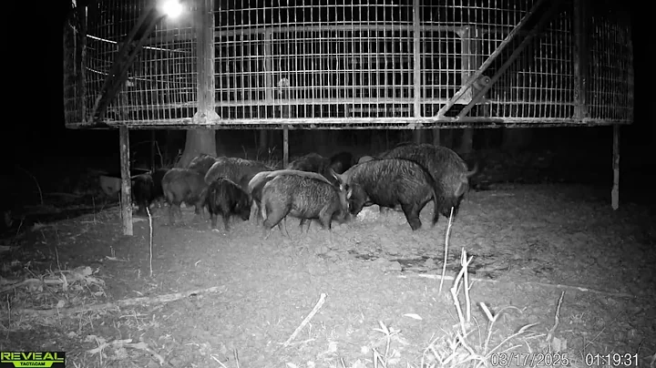 Trapping WILD hogs by the DOZENS.  AGM Thermal on big BOARS.