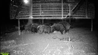Trapping WILD hogs by the DOZENS.  AGM Thermal on big BOARS.
