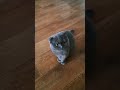 Миша наша очаровывает своими эмоциями🤣 #cat