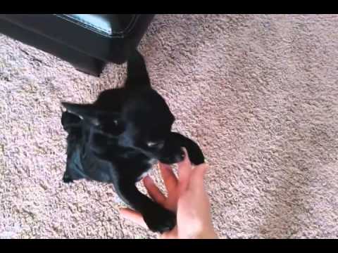 Cute Schipperke Chihuahua Mix You Cute Schipperke Chihuahua Mix You