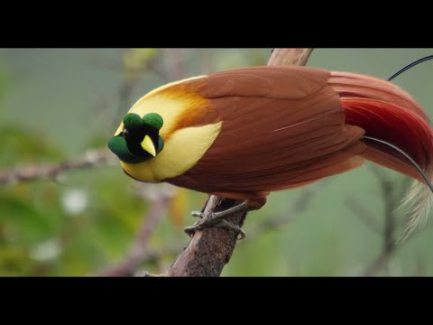 the cornell lab all about birds