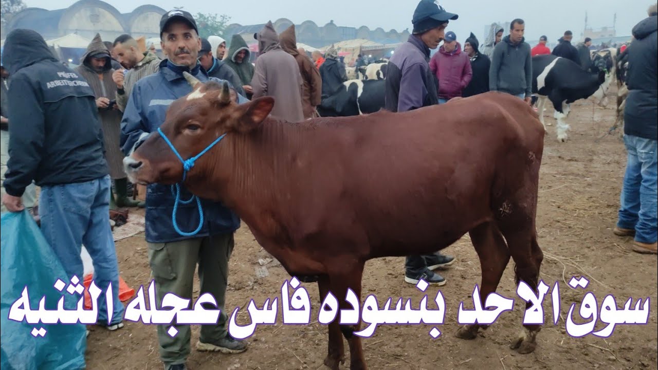 مباشره من سوق الاحد فاس مع اثمنه العجول وعجلات اضا،حي العيد 28/04/2024🐂 ...