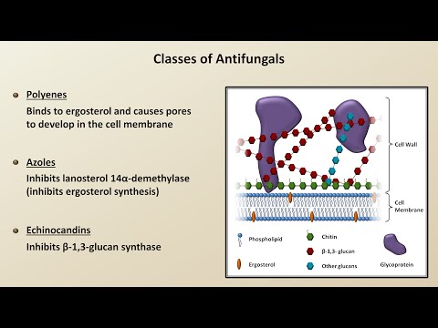 antifungals-(fungal-infections---lesson-4)