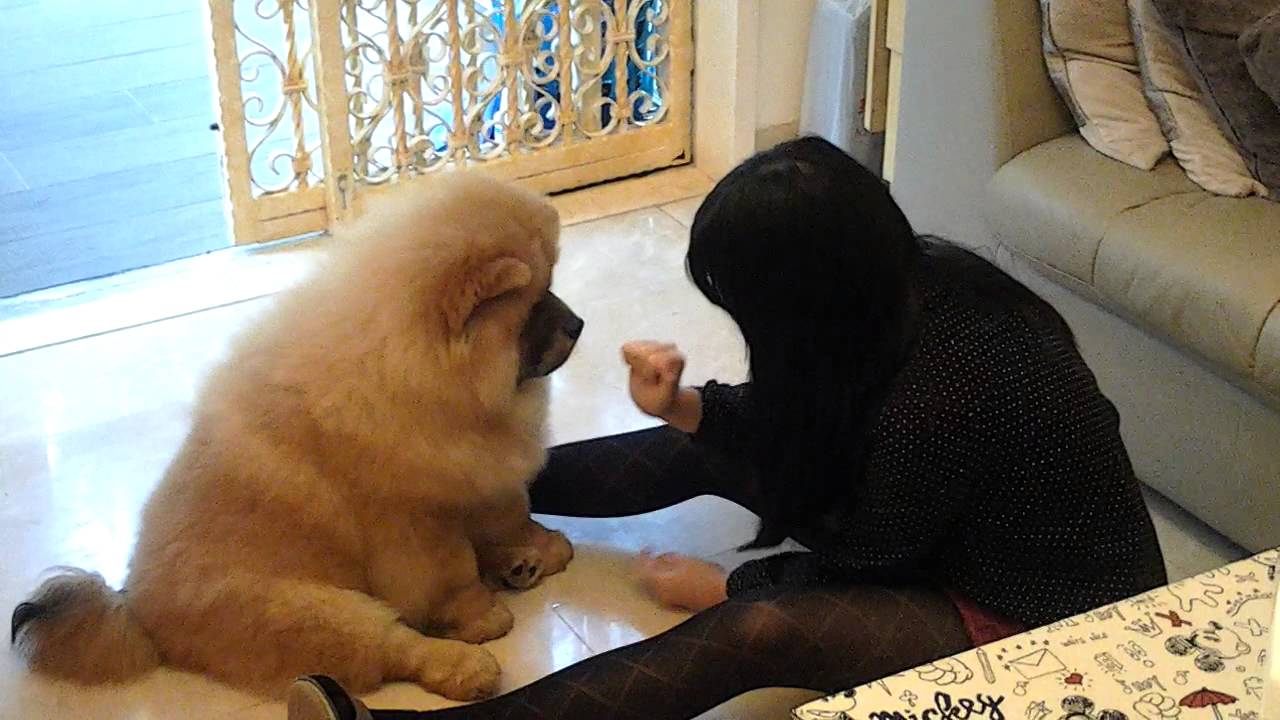 CHOW CHOW BB BIG FELLOWHAND HAND and HIGH FIVE YouTube