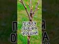 СТОП НЕ губи ЧЕРЕШНЮ ШОК Секрет Обрезки черешни в первый год после посадки на урожай СТОП НЕ губи ЧЕРЕШНЮ ШОК Секрет Обрезки черешни в первый год после посадки на урожай