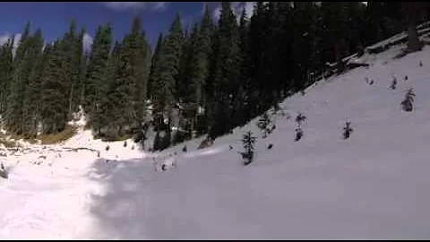 Snow dog