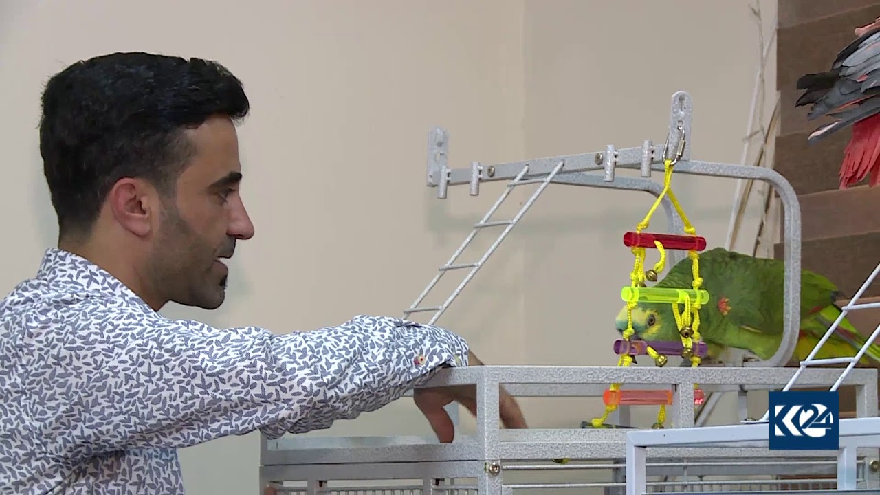 گەنجێكی دانیشتووی سلێمانی، ساڵانێکی زۆرە خووی داوەتە بەخێوکردنی باڵندە