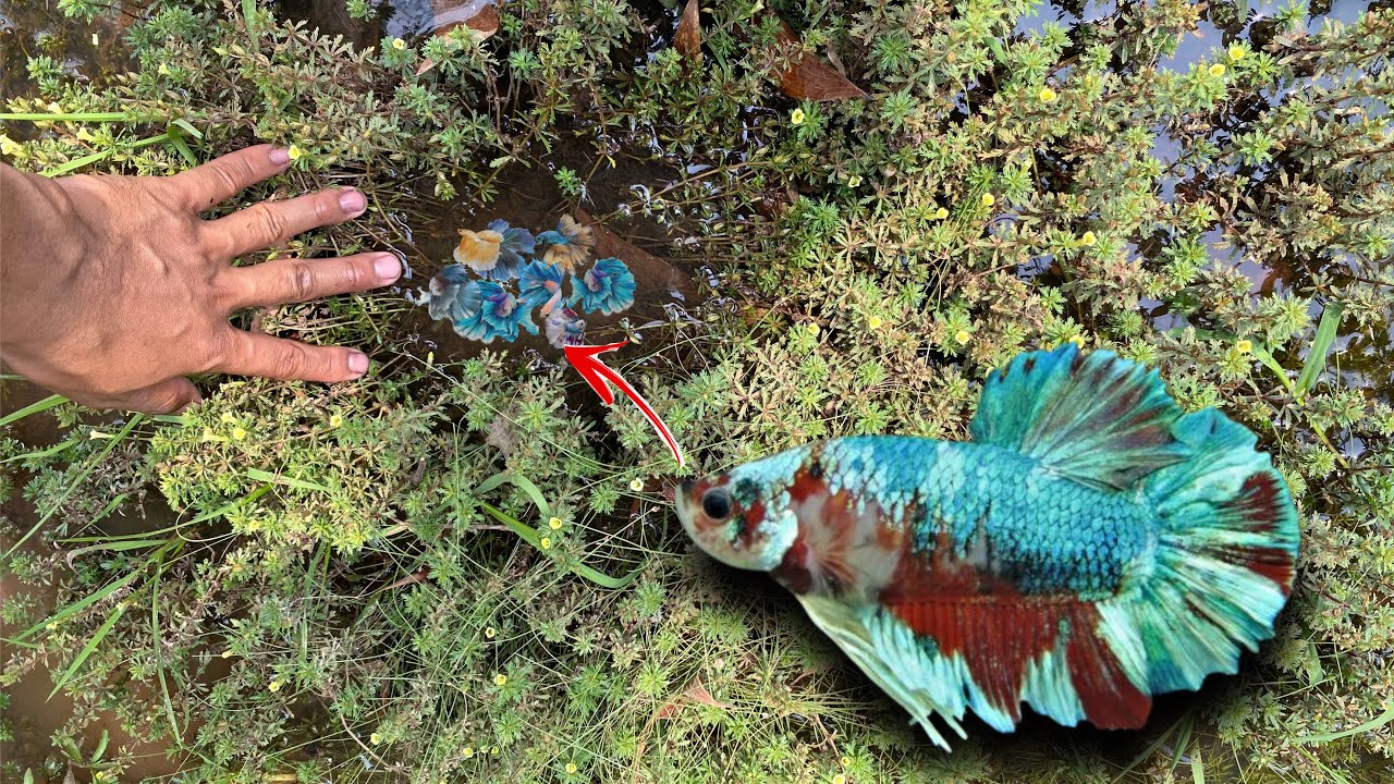 Unbelievable!! Found and Caught Giant Shimmer Avatar Betta Fish - YouTube