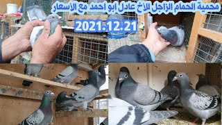 محمية الحمام الزاجل الأصلي في العراق الأخ عادل ابو احمد حمام زاجل اجنبي 2021/12/21