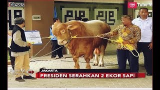 Presiden Jokowi Kurban 2 Ekor Sapi Kurban di PP Muhammadiyah - Special Report 23/08
