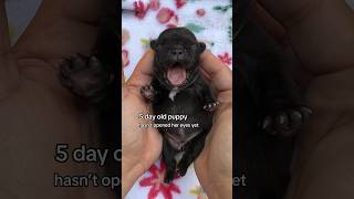 Puppy facts for 5 day old French Bulldog Pup #puppy #dogs #pets #frenchbulldog #shorts