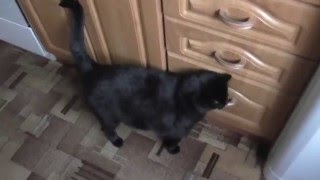 Знакомьтесь -это Блэк! Welcome to black! Знакомьтесь -это Блэк! Welcome to black!