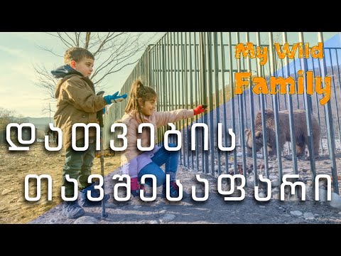 My Wild Family | დათვების თავშესაფარი