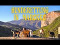 200.000 Strassenhunde GETÖTET! | Weltreise ohne Flugzeug