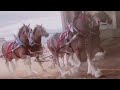 equestrian tiktok compilation / part 11