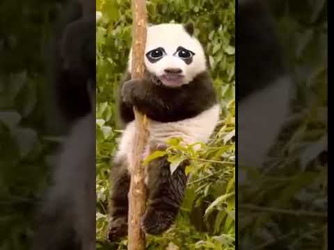 Dayanamayan panda