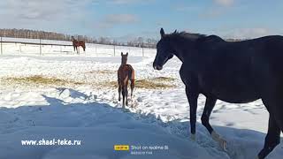 Askhab Shael (Adair Shael - Harisa Shael), 1-month-old akhalteke colt