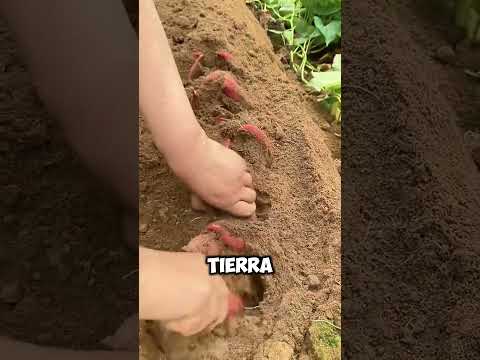 ¡Descubre Cómo se