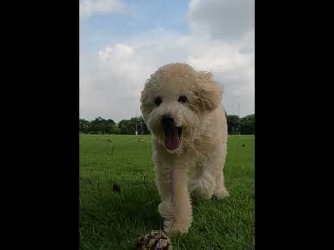 Video: Kako Osrečiti Svojega Psa
