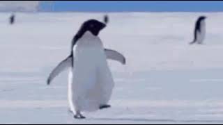 пингвин 🐧  бежит