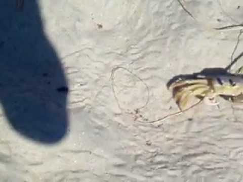 Sand Crab at Cape Lookout by Velocir