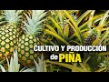 Cultivo y Producción de PIÑA - PINEAPPLE Crop and Production