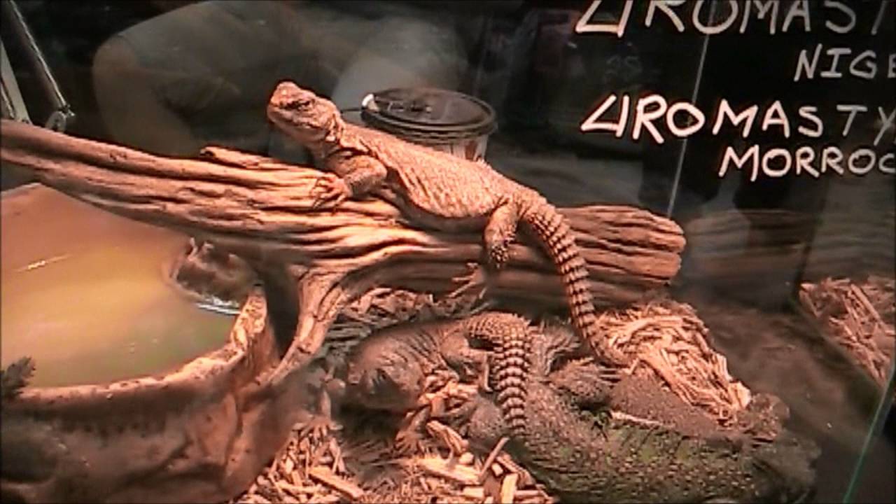 Canadian Reptile Breeders Expo 2016! NEW REPTILES - YouTube